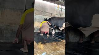 Workers Fix The Giant cow Mats After Cleaning The Farm Every Day  Cattle Farming 2024 [upl. by Eustazio]