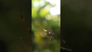 nature wildlife photography butterfly spider [upl. by Epotimet]