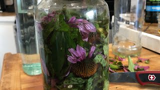 Echinacea from plant to medicine [upl. by Inasah]