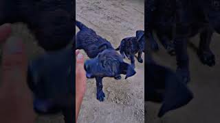 Black Pointer PuppiesPuppyPuppiesDogDogsShorts dog puppy shorts trending viral [upl. by Cawley]