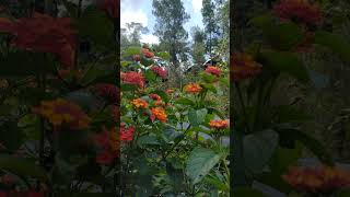 Lantana camara in Peru flowers oxapampa peru [upl. by Genny]