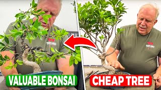 How to increase the value of your Ficus bonsai [upl. by Enoyrt]