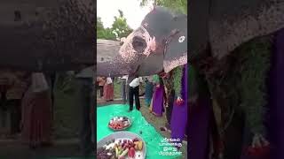 cute Srirangam temple Elephant Aandal celebrating her Birthday with devotees 🤩🤩🤩 [upl. by Squier]