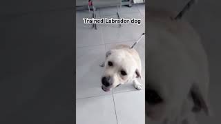 Trained Labrador DogFor Training of your dogs contact us at 923067358996labrador shorts viral [upl. by Stimson]