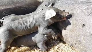 Piglets nursing [upl. by Horst]