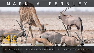 Waterholes of Namibia 4K  Mark A Fernley [upl. by Ennaej]