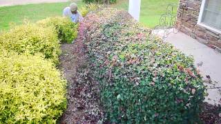 Learn How To Trim Your Shrubs and Hedges Professionally [upl. by Ateekahs]