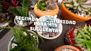 Otra Oportunidad Para Mis Suculentas  Planta Me [upl. by Atnohs515]