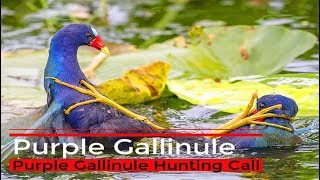 Purple gallinule Hunting Call Sound  কালিম পাখির ডাক [upl. by Lucie]