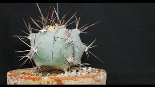 Echinocactus platyacanthus  Giant Barrel Cactus [upl. by Adnola]