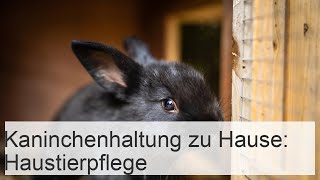 Kaninchenhaltung zu Hause Haustierpflege [upl. by Yekram]