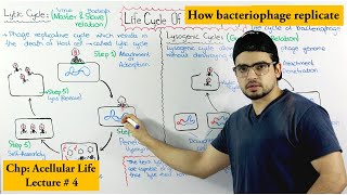 Life Cycle of Bacteriophage  Lytic and lysogenic cycle [upl. by Artus706]