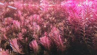 Rotala Rotundifolia （orange juice [upl. by Edsel]