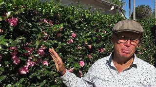 How to Grow  Propagate Camellias from Cuttings  Update [upl. by Cherey]