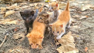 Street kittens calling mother meowing but  Kittens rescue [upl. by Loveridge]