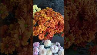 various colored chrysanthemums chrysanthemumflower viralvideo shorts youtubeshorts satisfying [upl. by Namsaj]