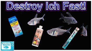 How To Treat ICH In Fish and Clear Infection FAST Complete Guide From a Microbiology Perspective [upl. by Jaquith]