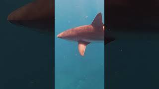 Reef Shark Snorkeling in Bimini Bahamas [upl. by Nnylodnewg828]