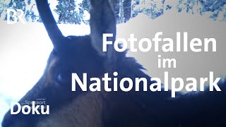 Tiere Fotofallen im Nationalpark Berchtesgaden  Zwischen Spessart und Karwendel  Doku  BR [upl. by Kayle]