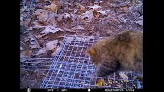 Black Fox Squirrel Trap  Update [upl. by Pax]