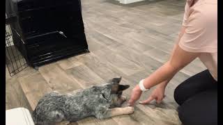 Clever Blue Heeler puppy Training 3 months old [upl. by Atiekal]