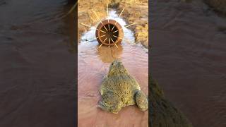 Survival Skills Simple and Useful with Clay Frog Trap survival bushcraft camping shrots [upl. by Teeter866]