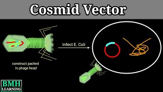 Cosmid Vector  Cosmid As Cloning Vector [upl. by Debi]