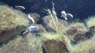 Potosi pupfish at ZSL London Zoo [upl. by Edmondo]