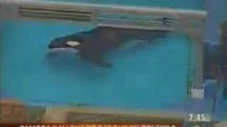 Ballena Orca mata a su entrenadora en Sea World de Orlando [upl. by Coombs]