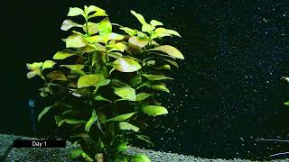 Ludwigia Repens Growth Timelapse 20 Days [upl. by Reffinnej727]