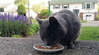 Cat Eating Chicken Paté  Timelapse [upl. by Byrle]