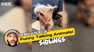 Best of RxCKSTxR Funny Talking Animal Voiceovers Compilation 1 [upl. by Akimehs]