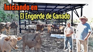 Lo Asesoramos y Lo Iniciamos en la Engorda de Ganado Así lo Hicimos [upl. by Janel]