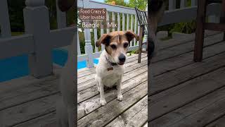 Beagle crazy for food but smart amp Uber lovable dogshorts dogtraining dogsitter [upl. by Llednahs]