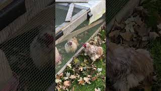 2 Year Rooster Feud chicken rooster homestead farmanimals cuteanimals [upl. by Pawsner281]