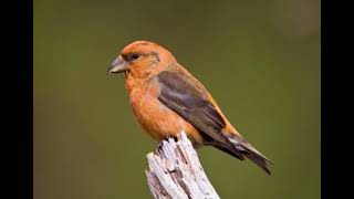 Scottish Crossbill sound [upl. by Anieral]