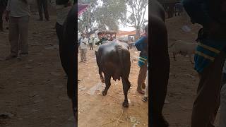 Pachokhara pashu mandi  pashu mandi  Buffalo Market  dairyfarm buffalovideo shorts [upl. by Aznecniv]