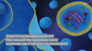 Extracellular vesicles from tumor endothelial cells promote cancer progression [upl. by Nyledaj]