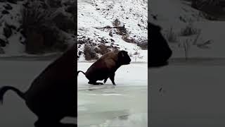 Byeson Yellowstone Park bison takes a slips falls on frozen creek Shorts [upl. by Klug126]