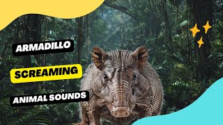 Armadillo Screaming  Animation [upl. by Anifesoj]