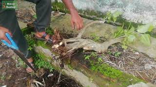 Bonsai huntingবিনামূল্যে বনসাই 3 [upl. by Colombi]