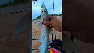 Catching Sharks on Flagler Beach Florida fishing beachfishing beach [upl. by Terhune738]