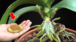 Put 1 Piece At The Root The Weak Old Orchid Suddenly Buds And Blooms Miraculously [upl. by Champaigne]