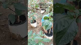 මගේ පුංචි ණයි මිරිස් වගාව බලමුද  Home gardening  gewathu wagawa yohancraftacademy [upl. by Akitahs]