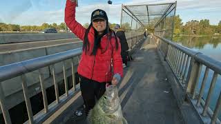 Bridge Fishing For Crappies And Yellow Perch [upl. by Jacey]