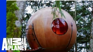 Free Spirit Spheres  Ultimate Treehouses [upl. by Bathsheb]