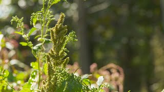 Lépicerie  Les mauvaises herbes dans son assiette [upl. by Sykleb]