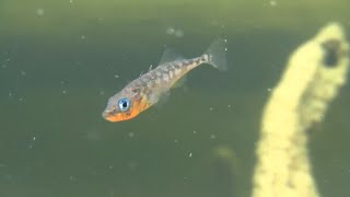 Lake Washington sticklebacks offer insights about quotreverse evolutionquot [upl. by Brennan]