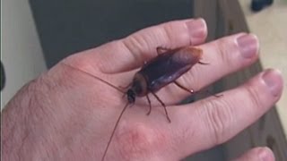 Picking Up Giant Texas Wood Roach By Hand [upl. by Isola480]