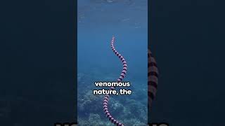 The Venomous Wonder Belcher’s Sea Snake Facts [upl. by Naujtna]